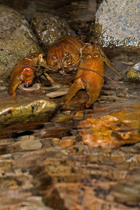 Austropotamobius pallipes